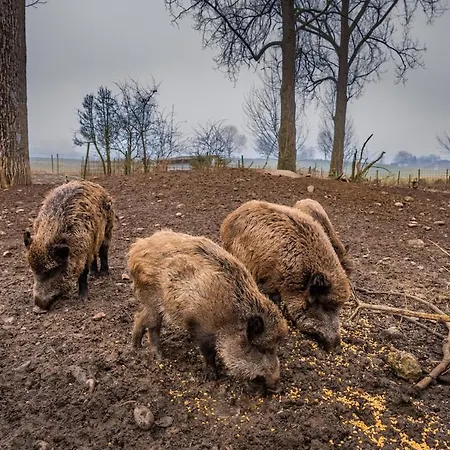 Tatil Evi Fichtenzauber - Naturidylle Am Wildgehege & Pfrunger Ried - Naehe Bodensee *