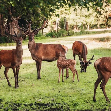 Tatil Evi Fichtenzauber - Naturidylle Am Wildgehege & Pfrunger Ried - Naehe Bodensee Riedhausen