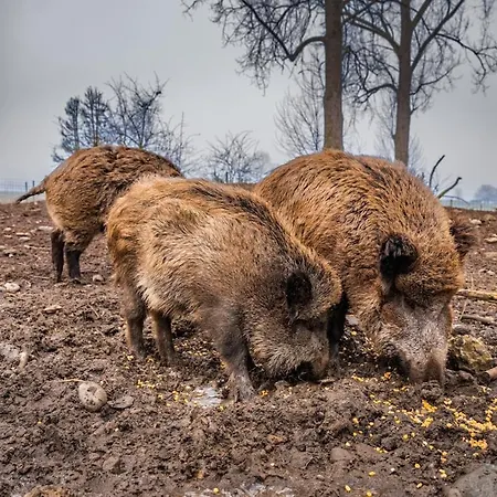 Tatil Evi Fichtenzauber - Naturidylle Am Wildgehege & Pfrunger Ried - Naehe Bodensee